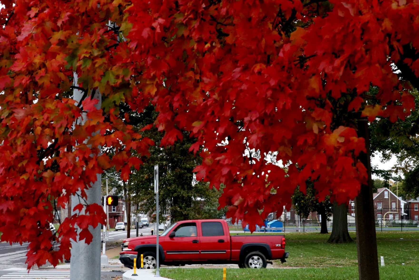 Red truck at red light with red tree